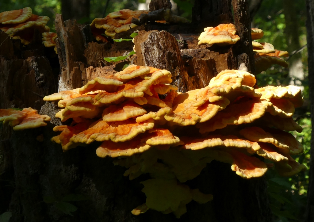 ./bracket_fungus_1791489215371