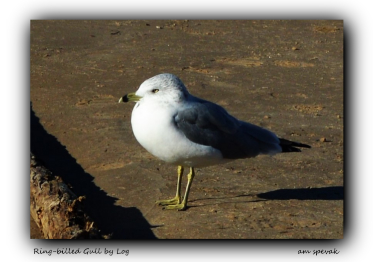./ring-billed_gull_by_log_1791064359567